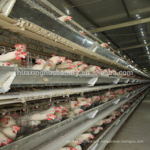 Cages automatiques de couche de volaille de type H pour les poules